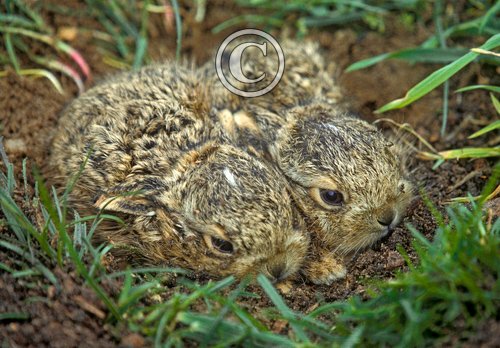 Brown Hare Leverets DM1170